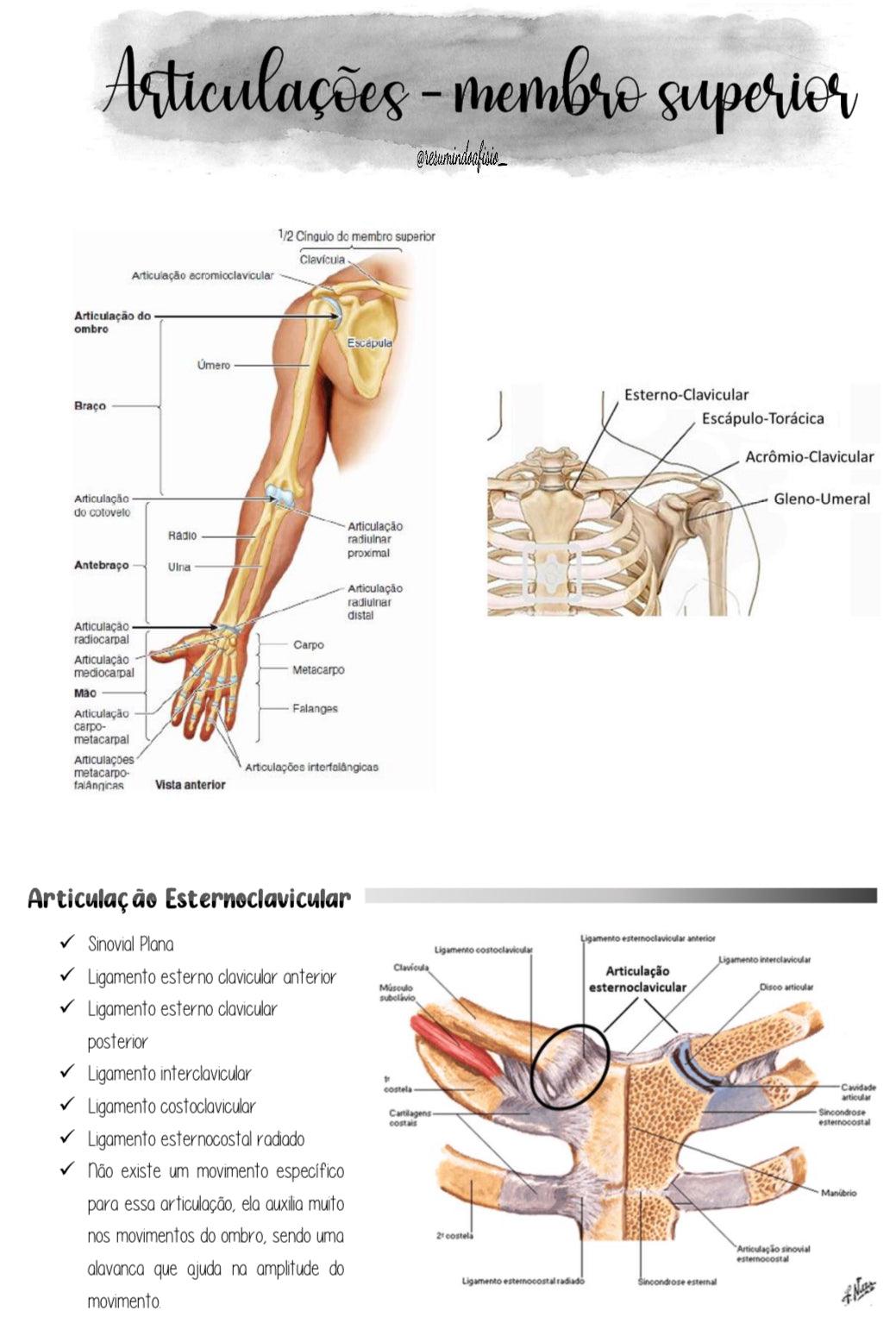 Apostila de Anatomia Humana - Resumindo a Fisio