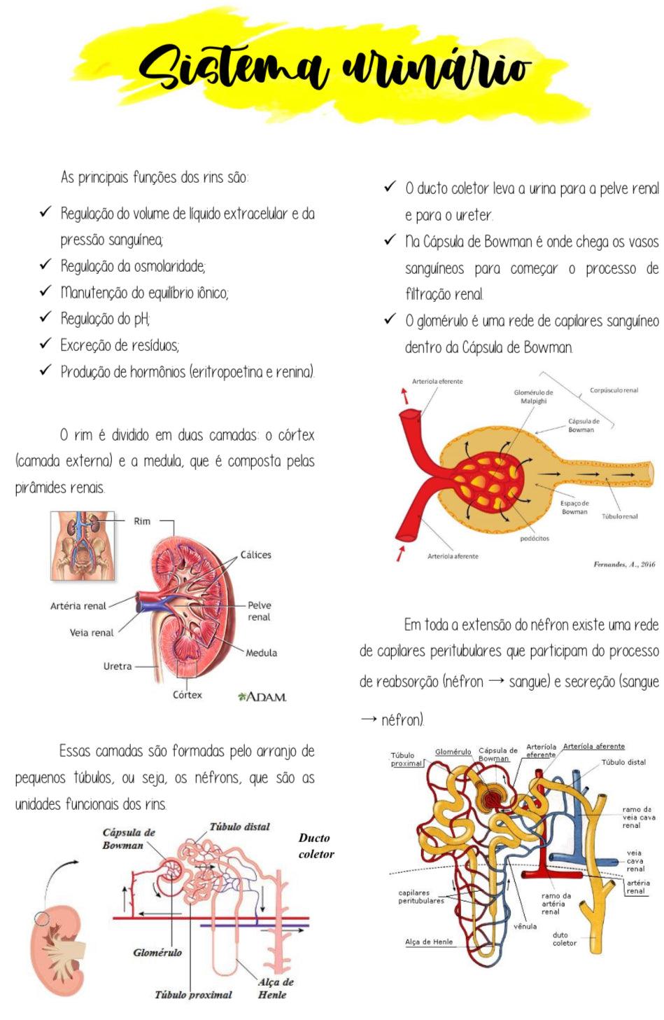 Apostila Fisiologia Humana - Resumindo a Fisio